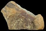 Annularia Fern Fossil - Mazon Creek #106670-1